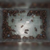 Gambar Paket Ternak Kecoa Dubia Indukan 10 ekor untuk pakan hewan reptil ikan predator dari EF Excellent Store Kab. Sidoarjo 4 Tokopedia