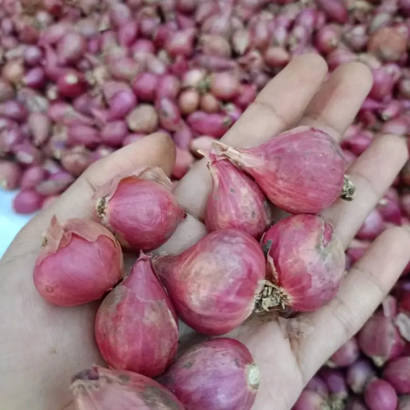 Bawang Merah Asli Probolinggo 1Kg Ukuran Tanggung Kasar Rasa Khas Daerah 1
