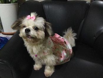 Product Review of Floral Dog Princess Dress Cute Puppy Cat Skirt Summer Pet Clothes from a**a 0