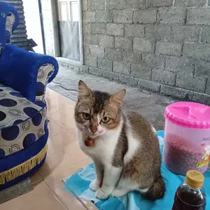 kalung kucing premium motif kaki lonceng 22mm ufo