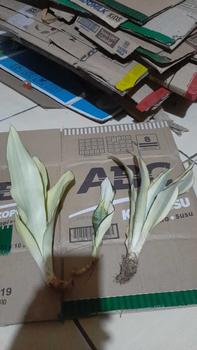 Product Review of pot swiss hitam ukuran 13 cm/ plastik tahan lama/ 18pcs 250 ribu from h**h 0