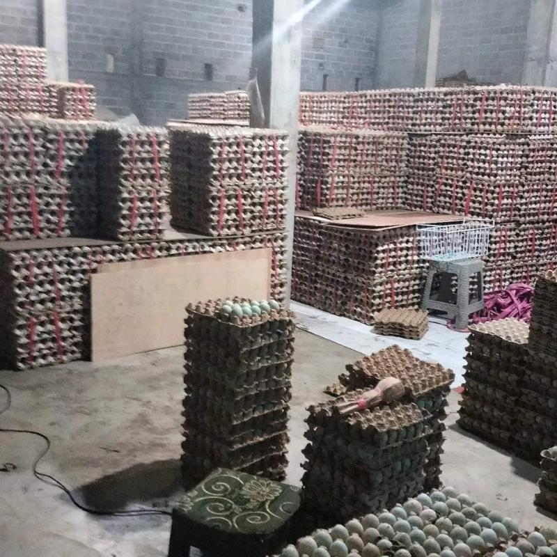 Telur Asin Brebes Organik Snack 15 Butir - Makanan Ringan Telur Food Camilan telur Cemilan Keripik 6
