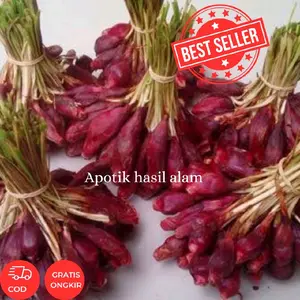1 Kg Bawang Dayak Fresh Segar Pilihan Terbaik Buat Kesehatan