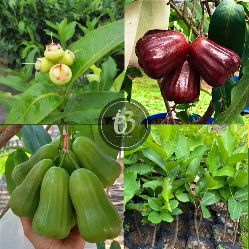 BIBIT TANAMAN JAMBU AIR SEGALA JENIS HASIL OKULASI CEPAT BERBUAH