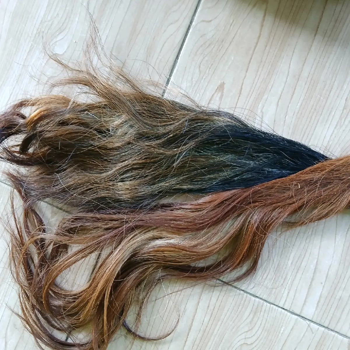 gubat sapi/bahan kerajinan