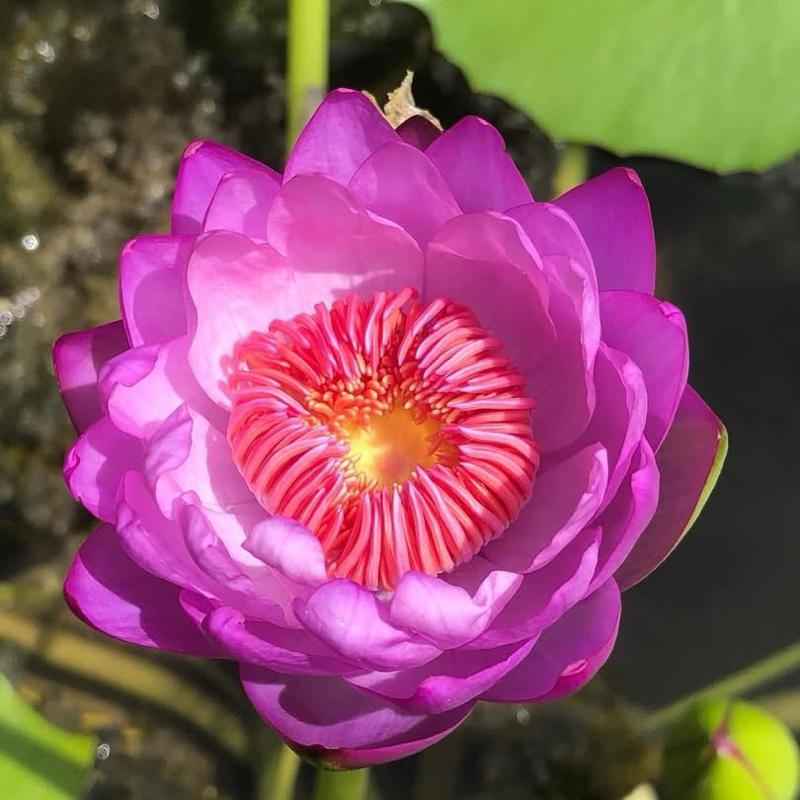  Cây giống Úc dâu Tây siêu nụ hoa 