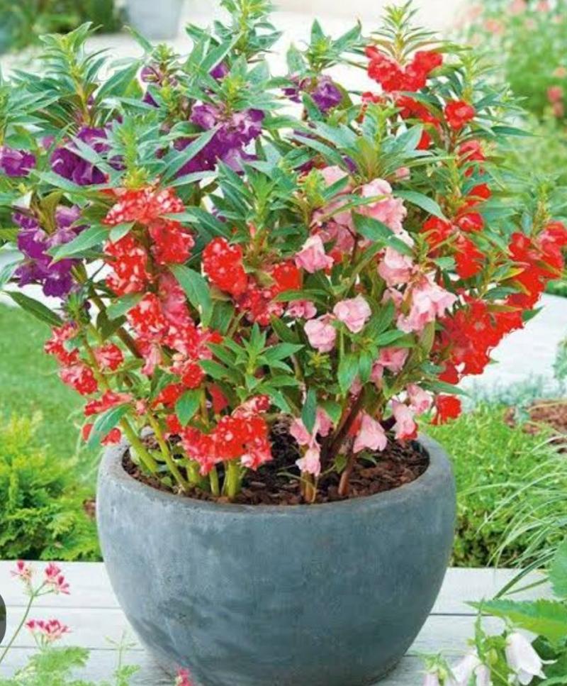 Product Introduction of biji benih tanaman bunga pacar air tumpuk mix warna siap semai 27