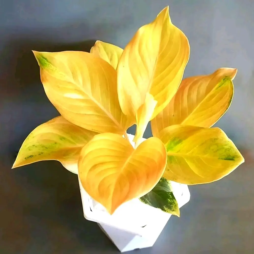 Bonggol Tanaman hias aglonema golden love bibit bonggol berakar bertunas real
