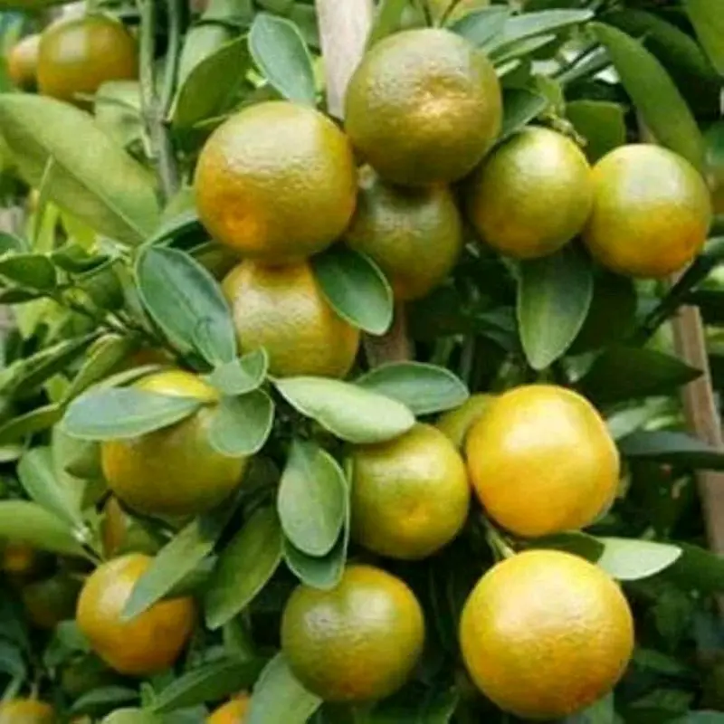 benih / bbt jeruk siem madu