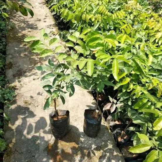 BIBIT KELENGKENG MATALADA SUPER  KUALITAS NOMOR SATU, HASIL OKULASI SETEK JADI LEBIH CEPAT BERBUAH BAGUS BUAT TABULAMPOT MAUPUN DI TANAH LANGSUNG Tanaman 5