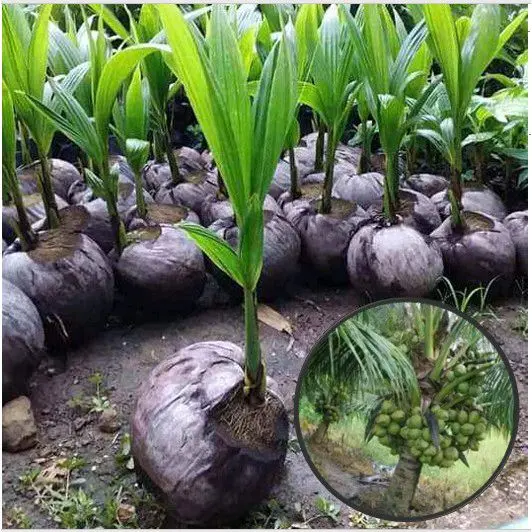 Bibit Kelapa Kopyor Hibrida Unggul cepat berbuah 3