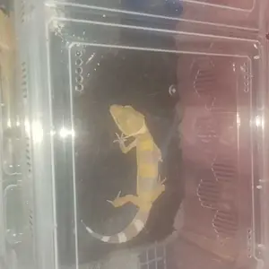 Hamtoro Kandang H10 Premium FREE TEMPAT MAKAN Kandang Rumah Gecko