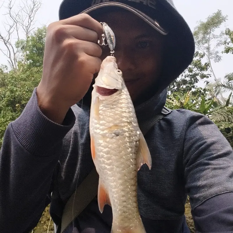UMPAN HAMPALA SWIMMER GOLDEN RASBORA 5CM Pancing 4