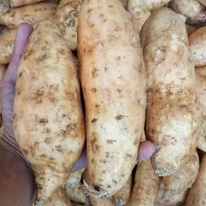 ubi madu cilembu AB (super) isi 3-6 biji sangat cocok untuk di open