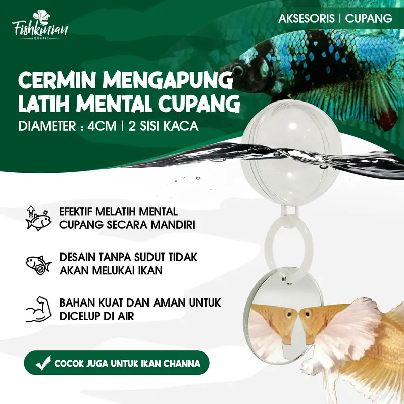 CERMIN MENGAPUNG UNTUK MELATIH CUPANG NGEDOK MANDIRI 0