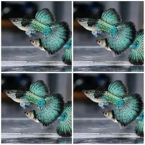 HIASAN AKUARIUM GUPPY GREEN DRAGON BIG DORSAL KUALITAS PREMIUM