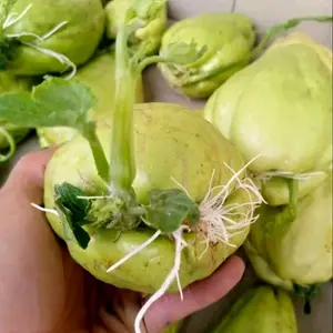 bibit labu siem sudah tumbuh tunas siap tanam