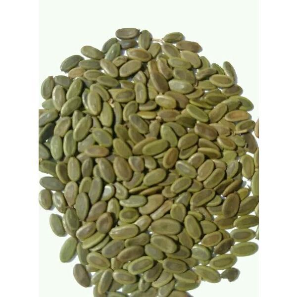 Gambar 1 Kg Biji Bibit Benih Sengon Solomon Super unggul dari PUROTANI.ID Kab. Purworejo Tokopedia