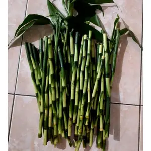 tanaman bambu hoki panjang 30cm