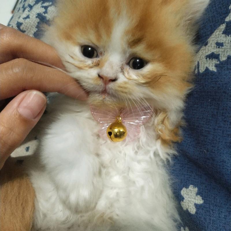 Kalung Kucing Kupu-kupu ||  Model: KK-001 2