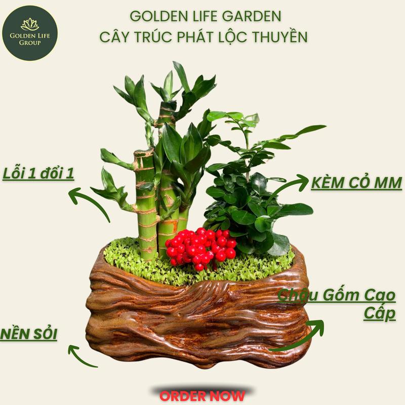  Chậu Cây Trúc Phát Lộc mix Nguyệt Quế thuận buồm xuôi gió chậu thuyền gốm sứ cao cấp. Giao mẫu Ngẫu Nhiên. Decor nhà văn phòng cửa hàng. Cây phong thuỷ ý nghĩa tài lộc. Golden Life Garden Cây nội thất để bàn 