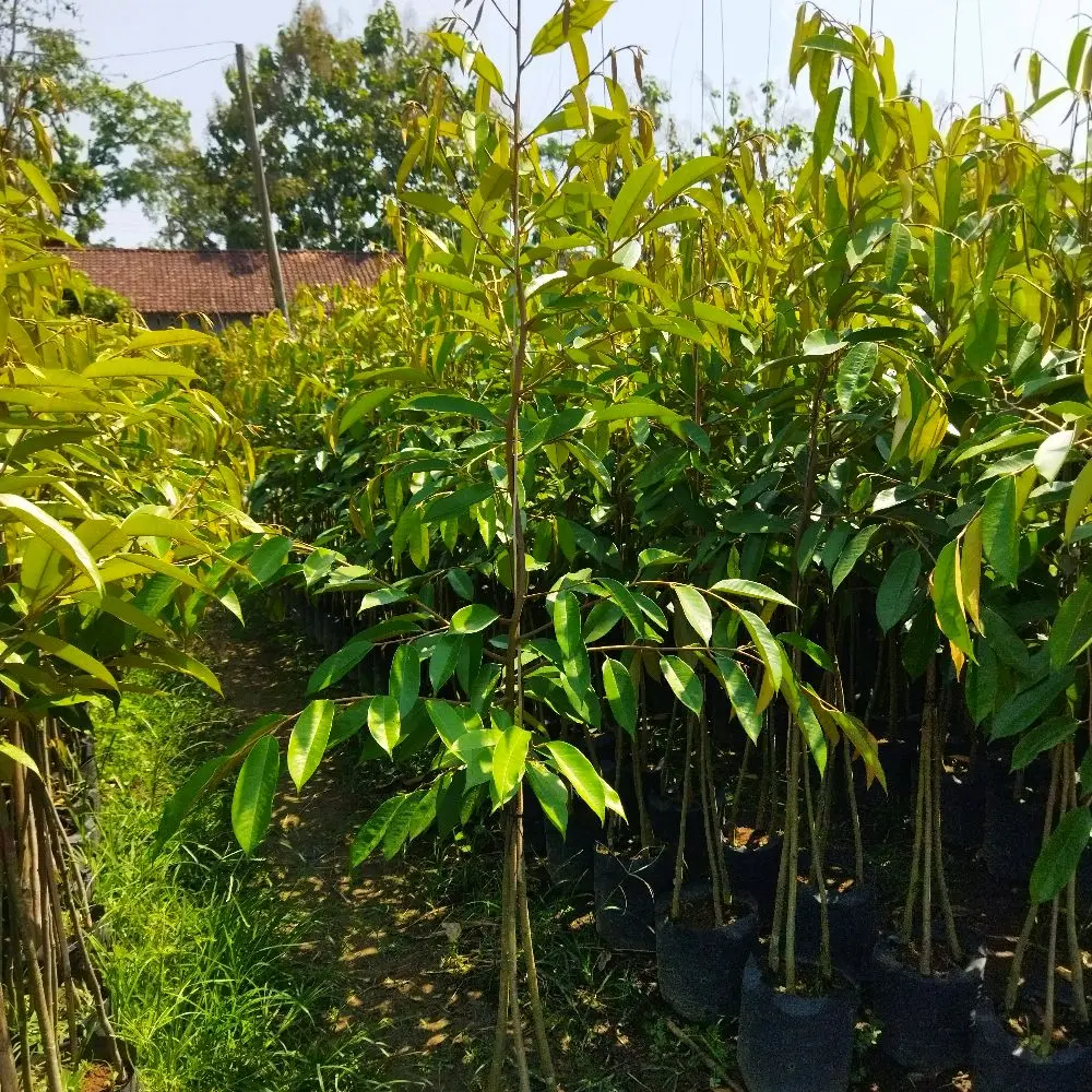 Paket Hemat 2 Bibit Durian Duri Hitam kaki tiga ukuran 1,5m