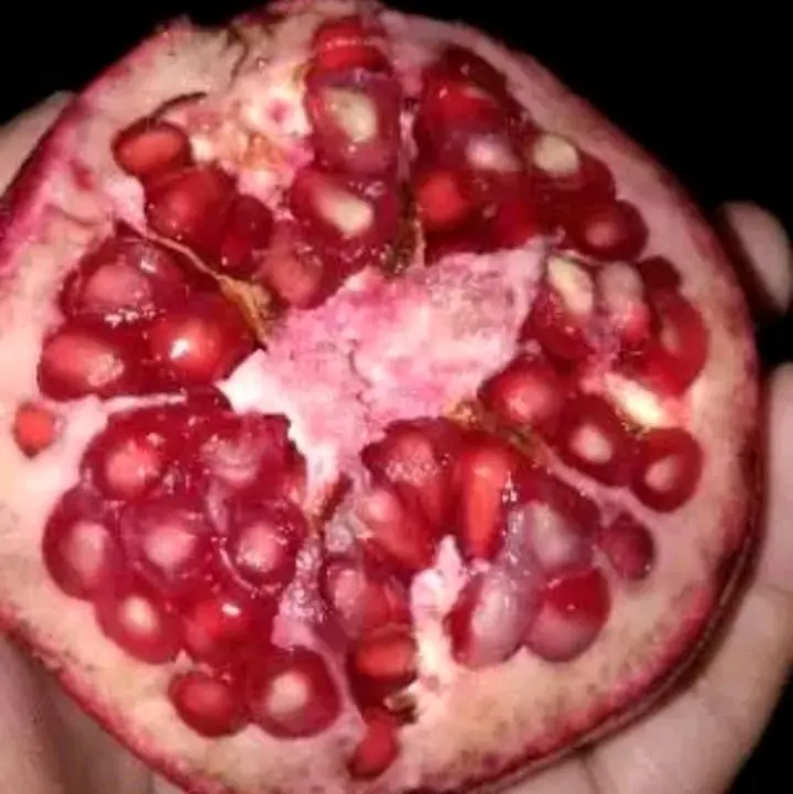 Buah Delima Hitam Asli Muria Zuriat untuk Kesehatan dan Kehamilan - Makanan, Anggur, Mangga, Frozen, Gula Manis 4
