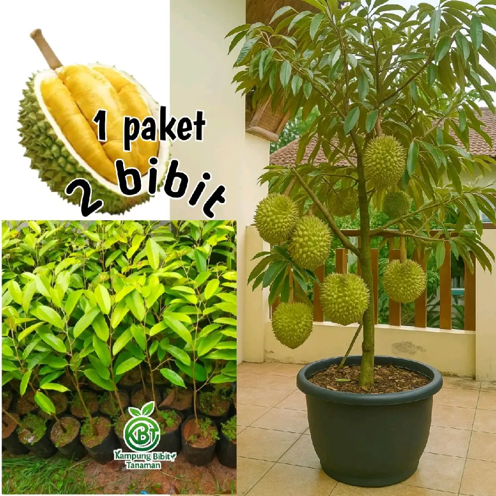 Paket 2 Bibit Durian Musangking Hasil Okulasi Tinggi 50cm Kualitas Terbaik untuk Taman Anda