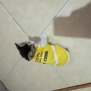 Baju Kucing Lucu Murah Ekspedisi