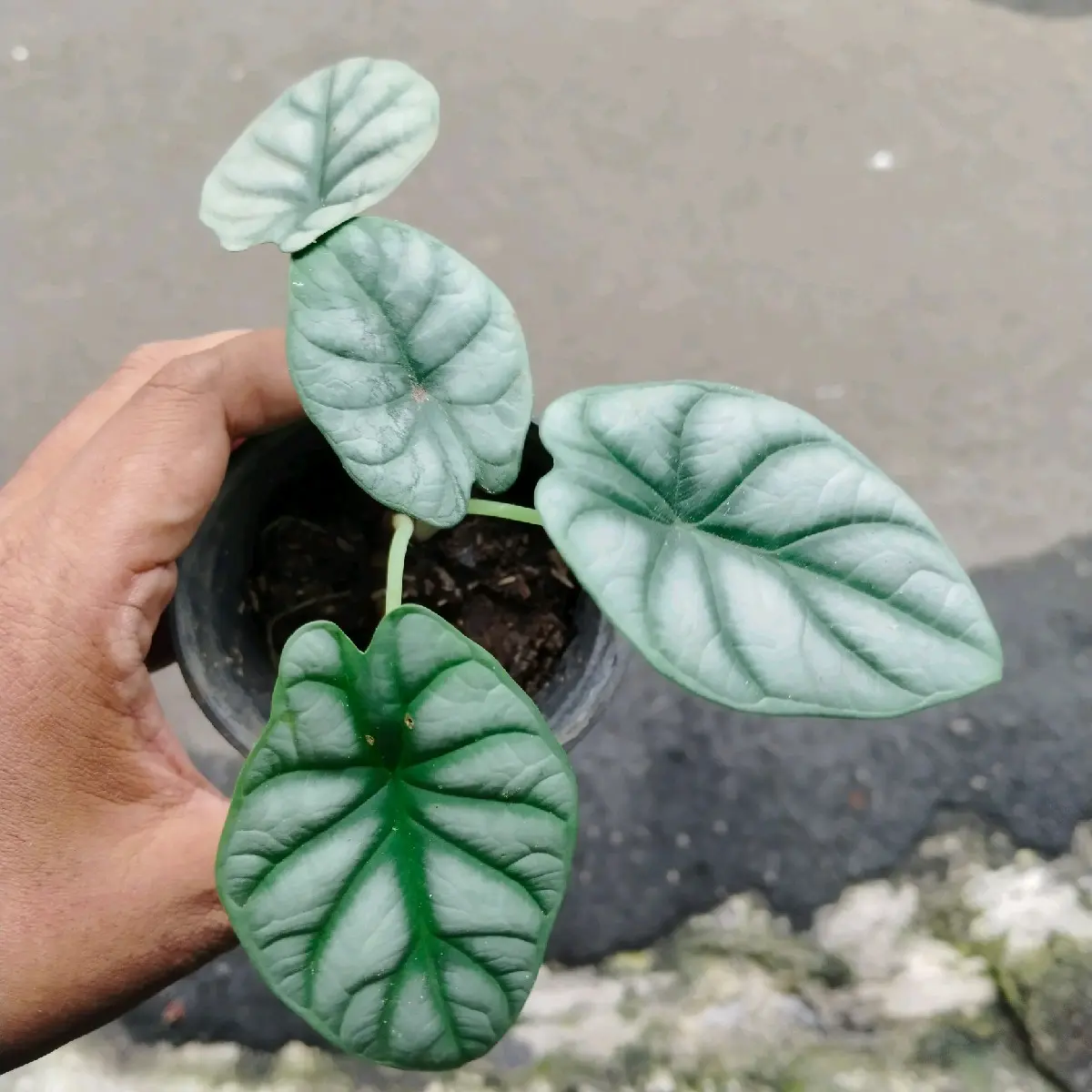 Alokasia Alocasia silver dragon