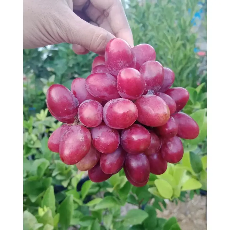 BENIH BBT ANGGUR IMPORT NINEL, JUPITER DLL  PREMIUM / BBT  ANGGUR IMPORT 2