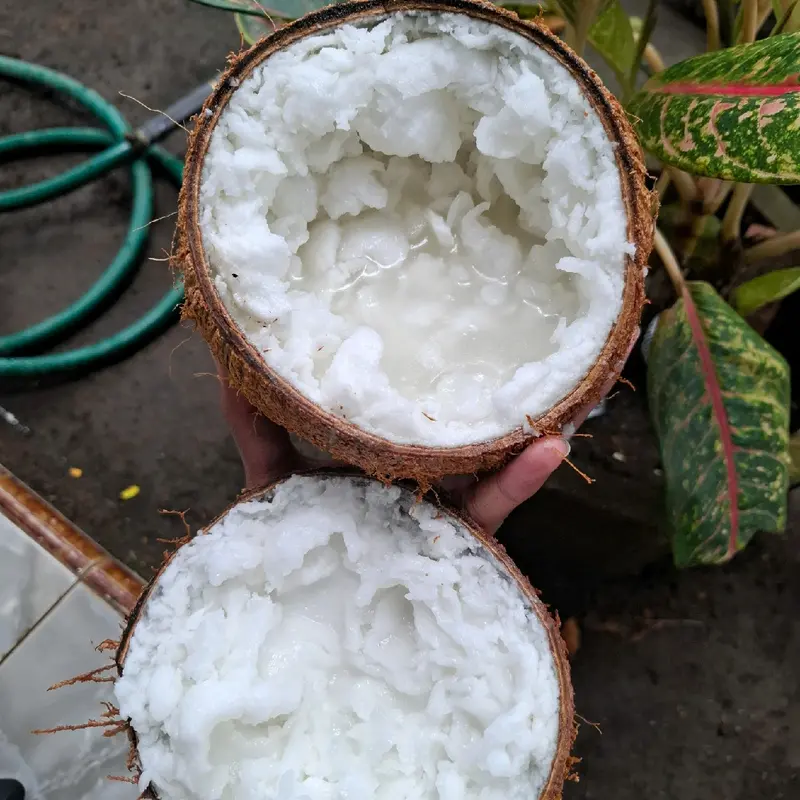 Kelapa kopyor asli lumajang grade C 3