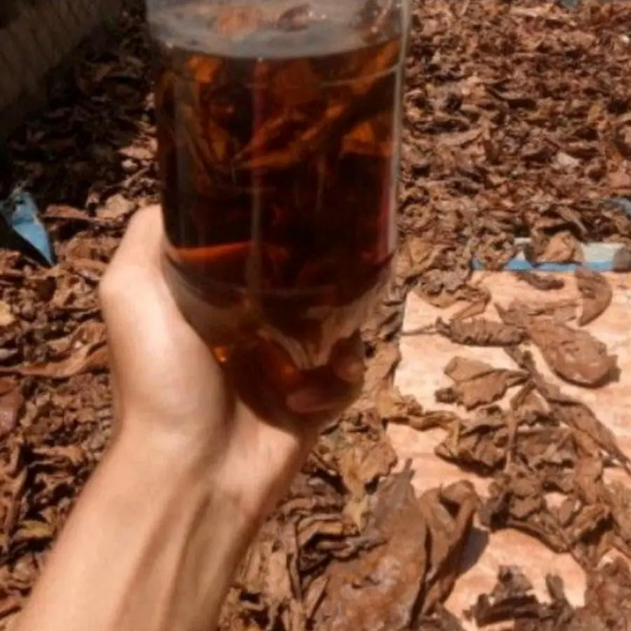 Daun Ketapang Laut Olahan Siap Pakai 100% Ketapang Laut