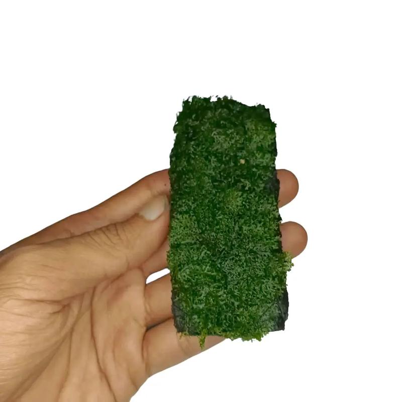 Pakis/Lempeng Hiasan Akuarium Dekorasi Aquascape Replika Mos Ricardia Media 0