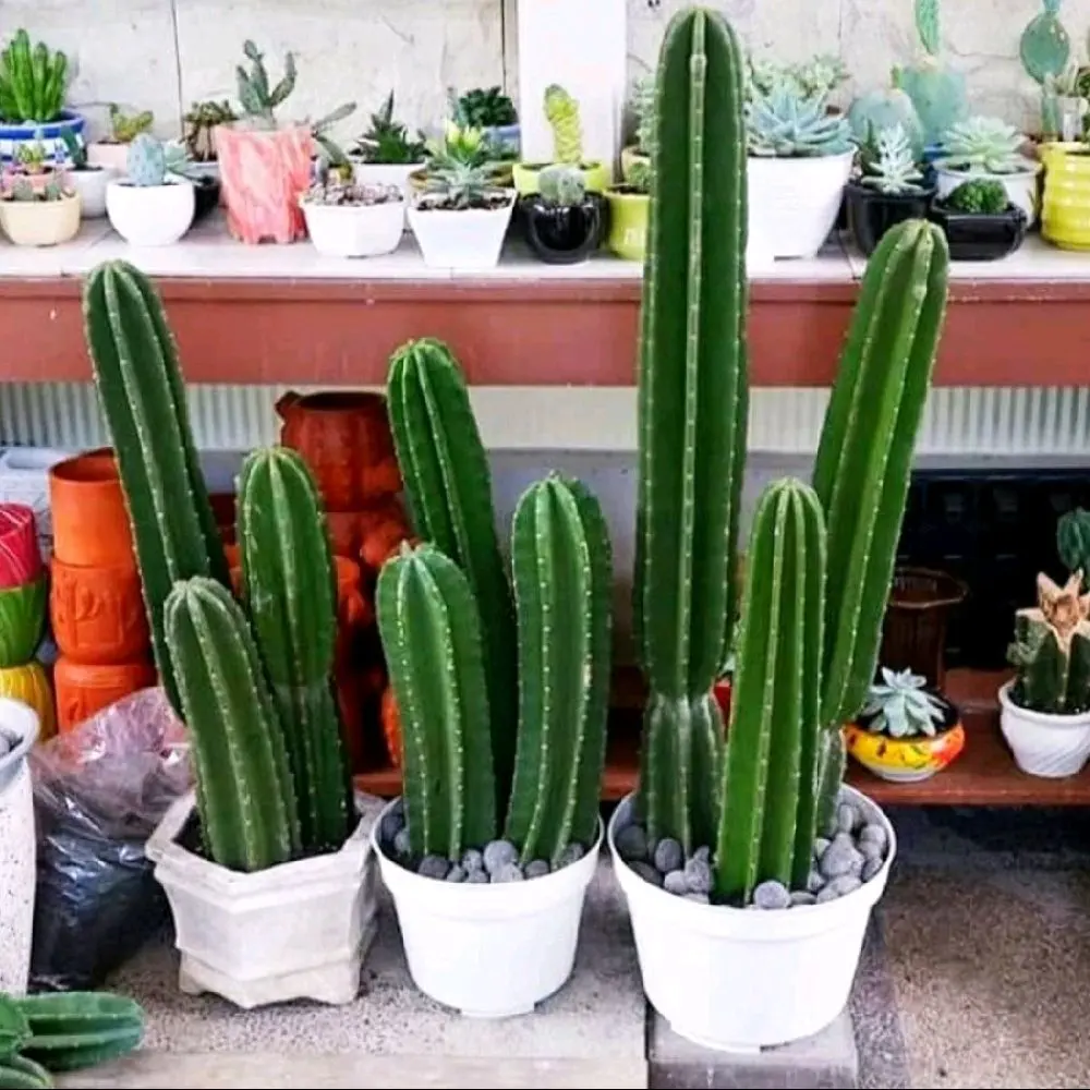 Kaktus Koboy Tinggi 50-60 cm untuk Indoor dan Outdoor - Tanaman