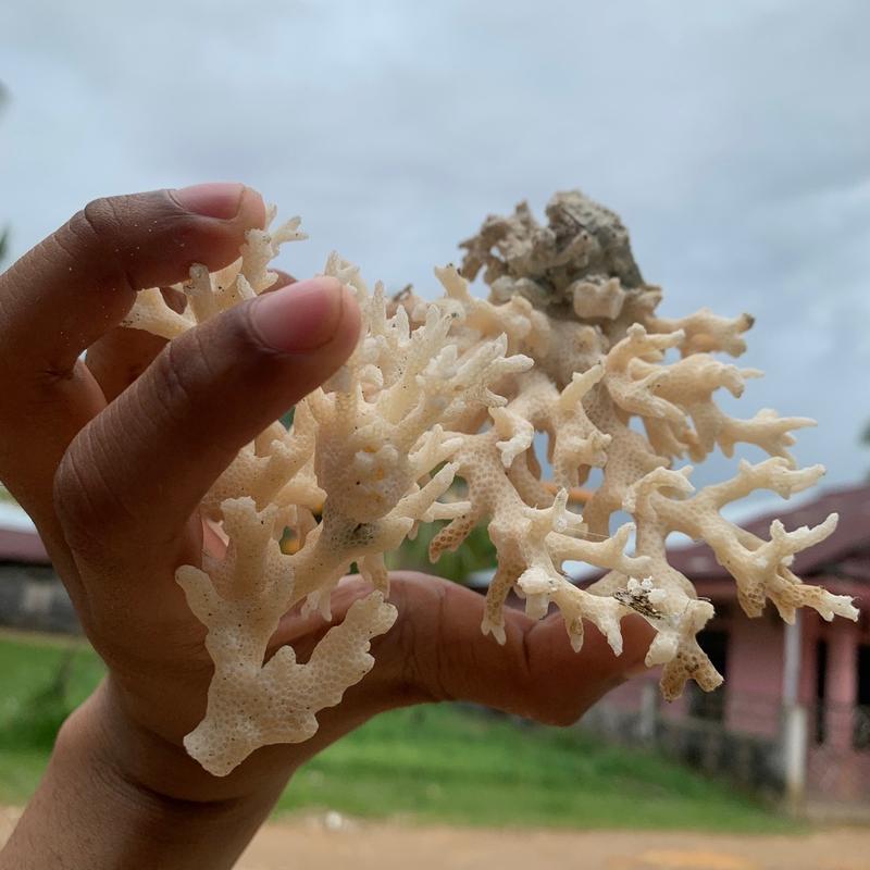 Kerang dari laut untuk hiasan 0