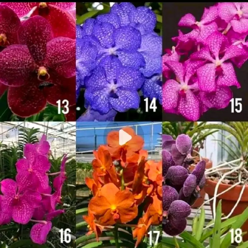Pot Bunga Motif isi VANDA 0