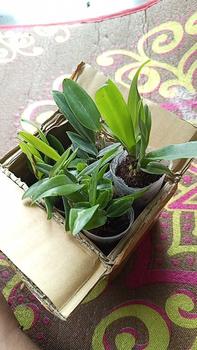 Product Review of RIEKE ARTIFICIAL PLANT ANGREK CATTY 6 PCS - KUALITAS TERJAMIN ESTETIK from P**g 0