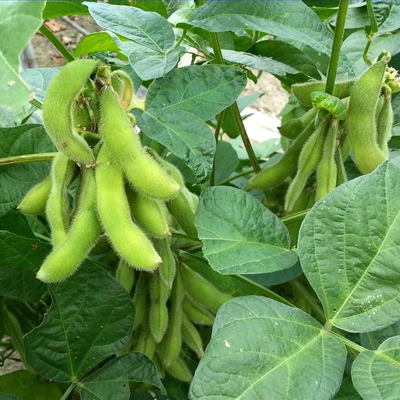 Product Introduction of [High Germination] Edamame Seed Vegetable Seeds for Planting (50 Seeds/Pack) High Yield Vegetable Seed Organic Vegetables Seeds for Gardening Bonsai Plant Seeds Fresh Vegetables Growing Seeds Easy To Grow Singapore Potted Live Plants Microgreens Seeds 5