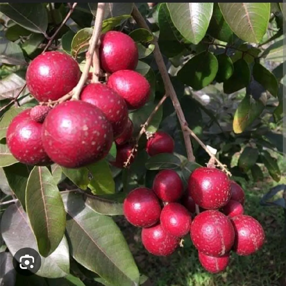 Kelengkeng merah kulitnya juga merah bulat besar manis