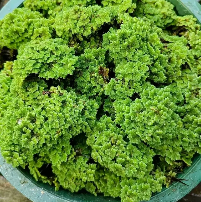 bibit azolla super kemasan kantong 3kg
