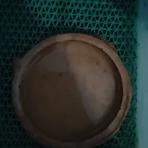 FEEDING DISH FEEDINGDISH 11 VARIAN TEMPAT MAKAN MINUM TORTOISE KURA DARAT TORTOISE SULKATA SULCATA REPTILE WATER DISH WATERDISH