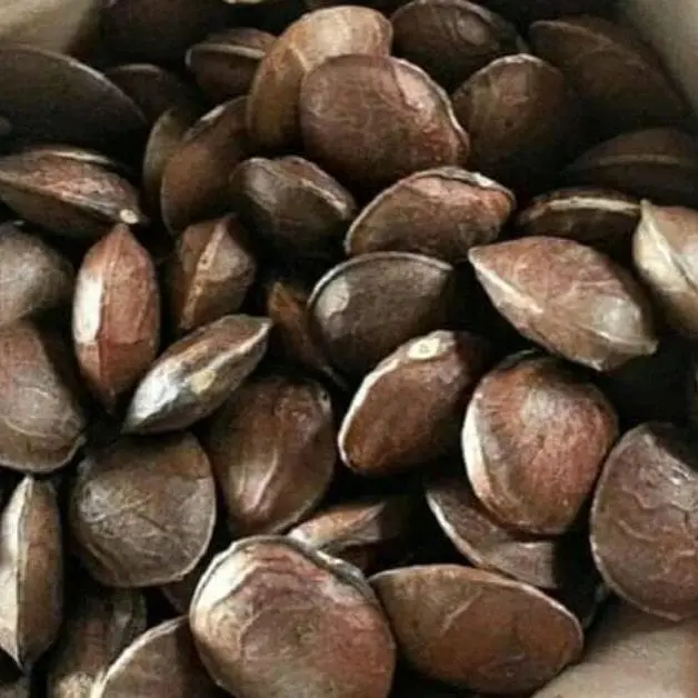 Biji Benih Kacang Sacha Inchi Berat 550Gram Best Seller