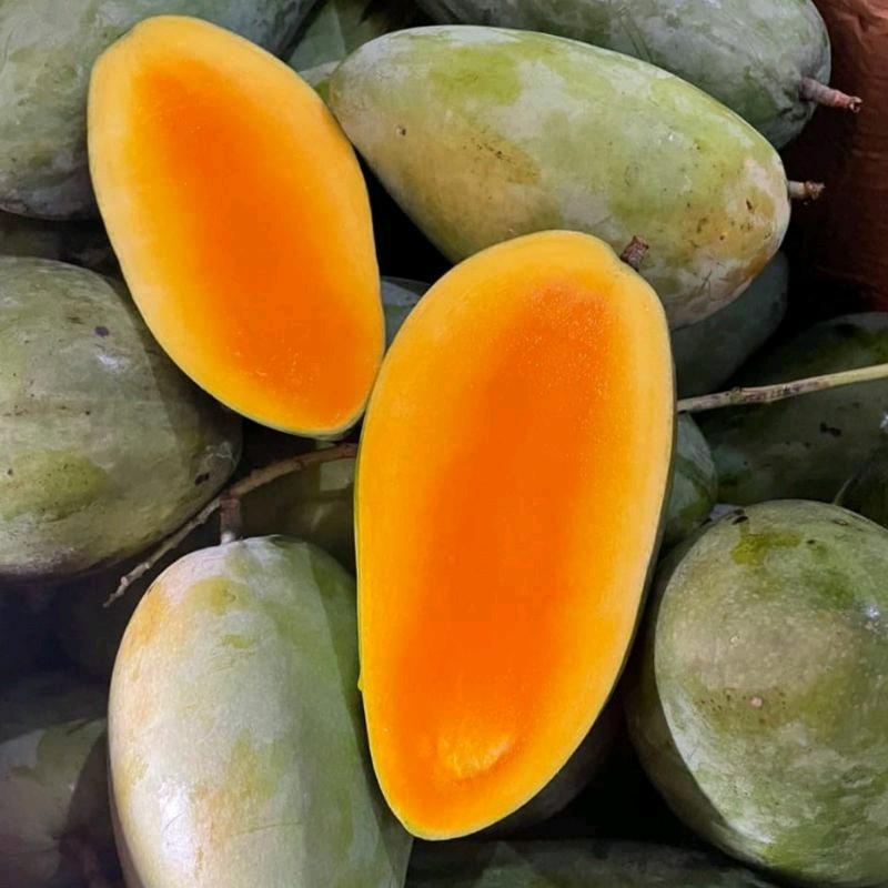 benih / bbt mangga kiojay jumbo 1