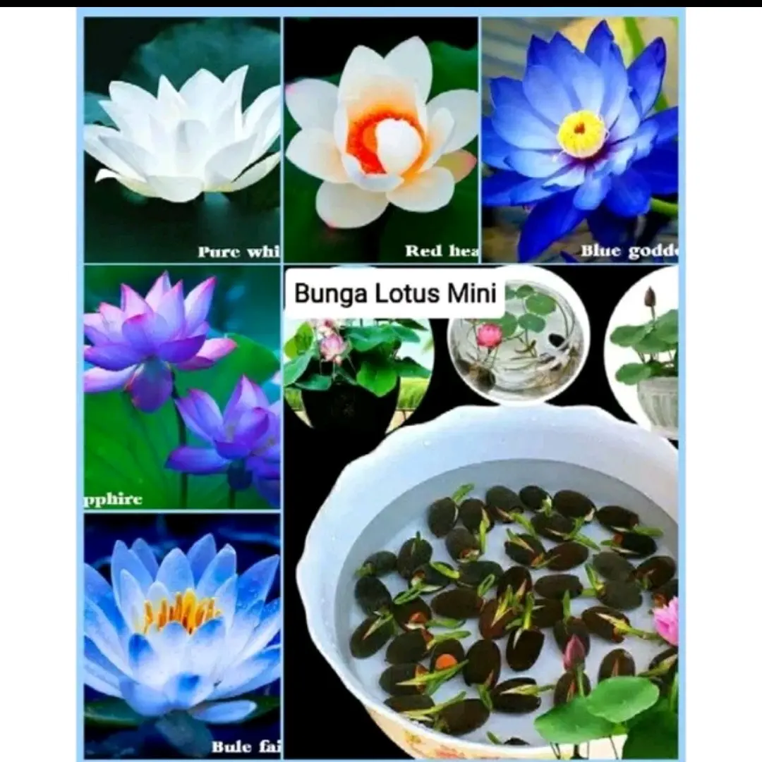 biji teratai lotus mix isi 10