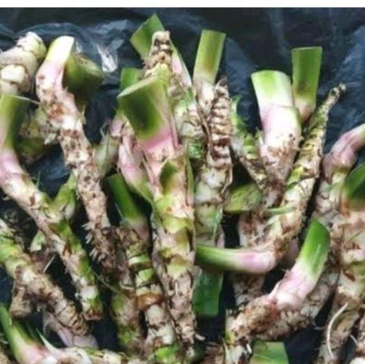 jual Dligo/deligo jaringao 1 kg sudah bersih