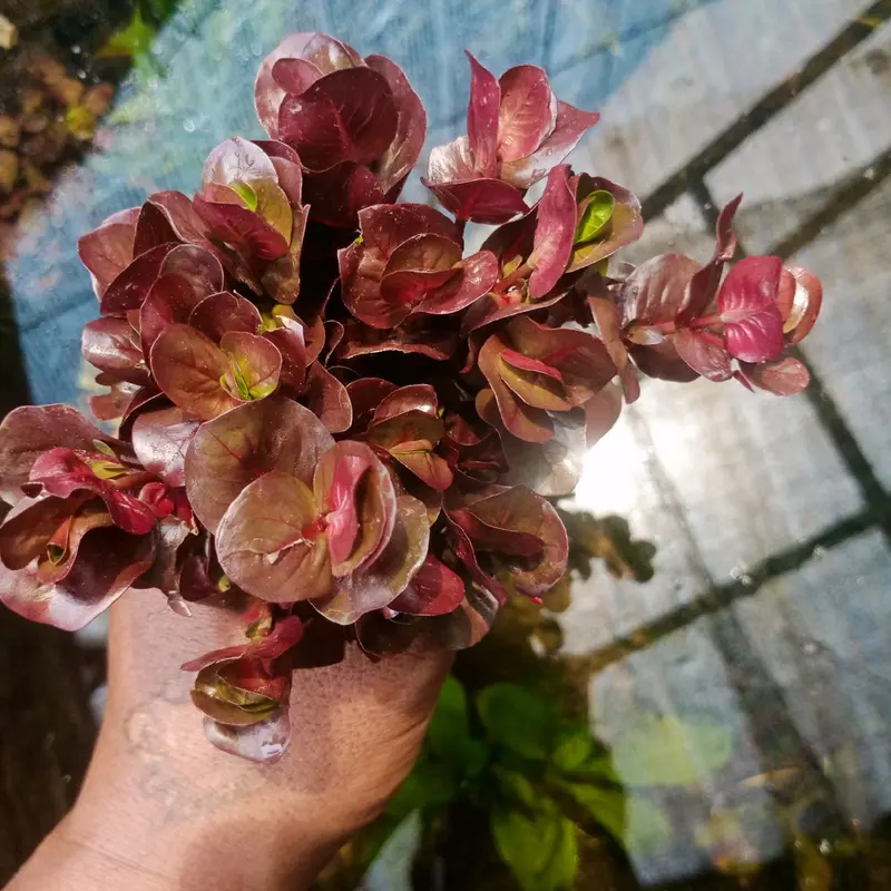 Tanaman sintetik rotala marcandra red hiasan akuarium 7