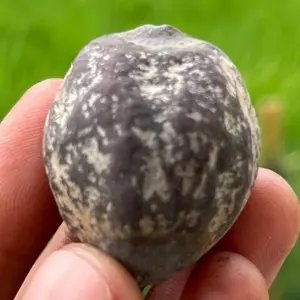 MUNCANG KEMIRI ADU ANK CENTIK ORI