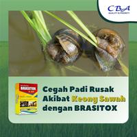 Gambar Moluskisida Brasitox 6 GR 250 GR Obat Keong Racun Keong Siput Bekicot dari PUROTANI.ID Kab. Purworejo 2 Tokopedia