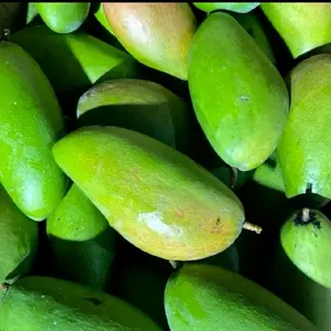 Mangga KIOAJYA TUA GRATIS BUMBU